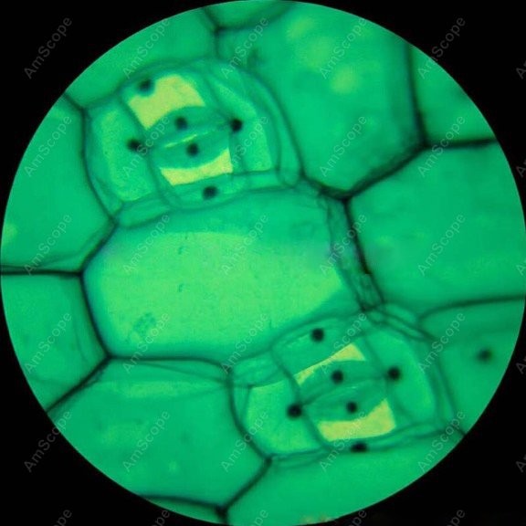 AmScope M148 Series Biological - огляд і ціна Microscope Compound 40X